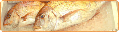 取れたて新鮮なお魚